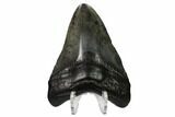 Fossil Megalodon Tooth - South Carolina #164969-2